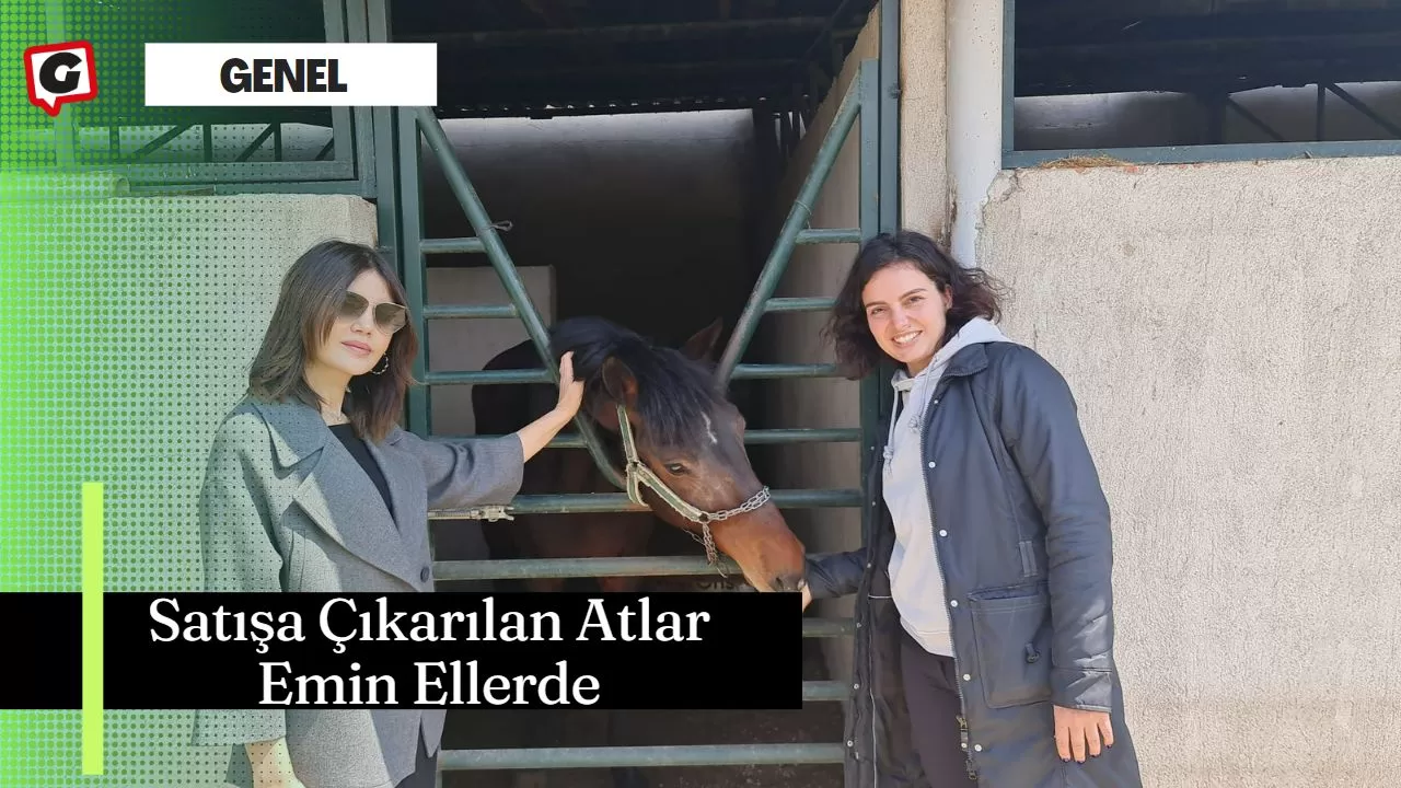 Satışa Çıkarılan Atlar Emin Ellerde