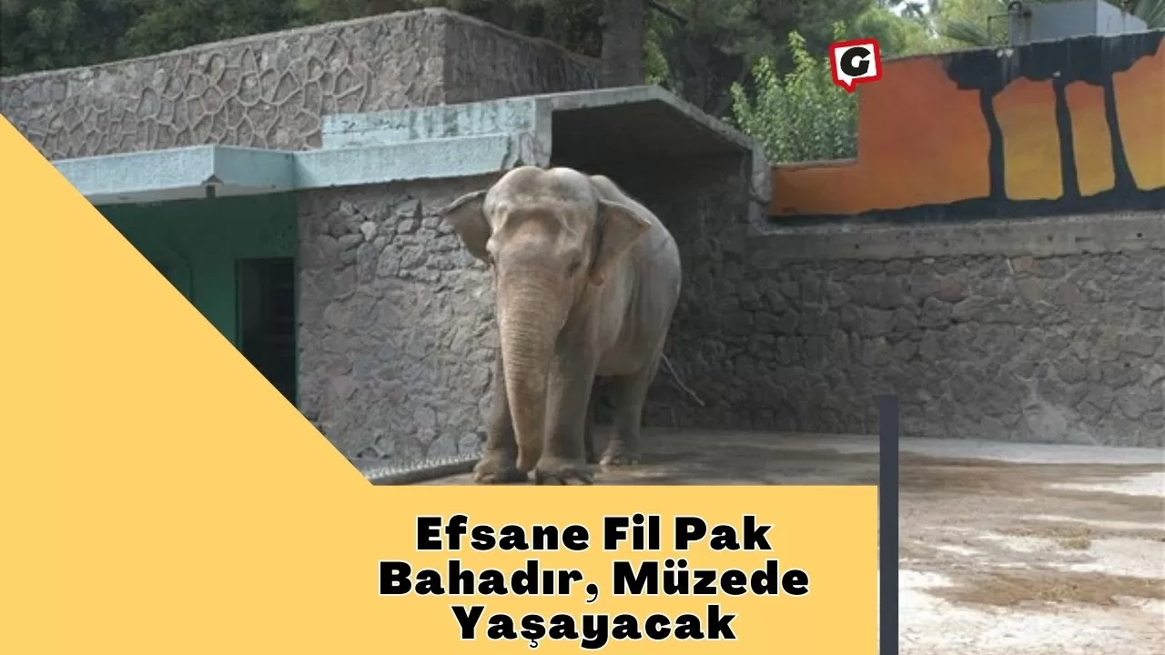 Efsane Fil Pak Bahadır, Müzede Yaşayacak