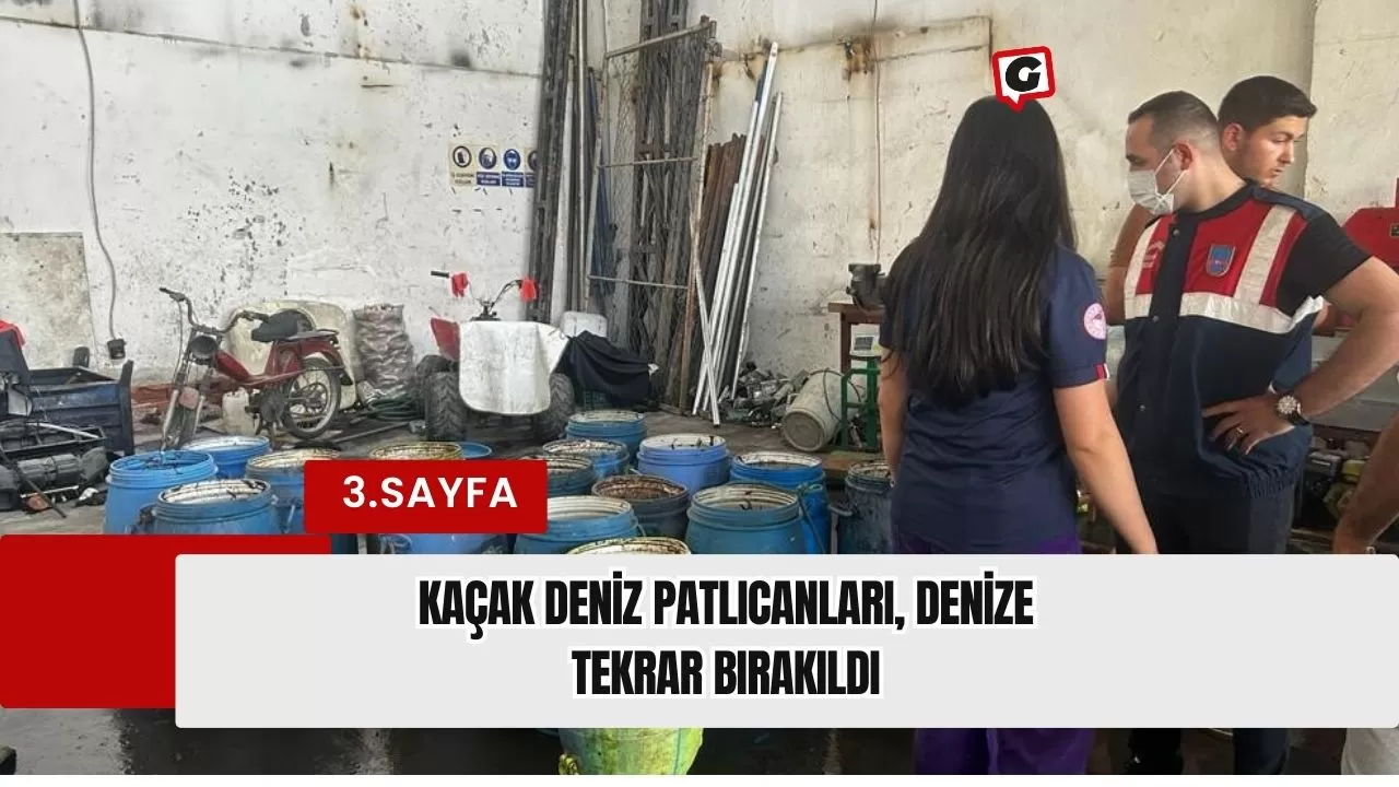 Kaçak Deniz Patlıcanları, Denize Tekrar Bırakıldı