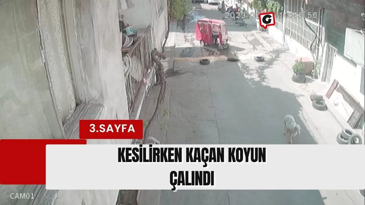 Kesilirken Kaçan Koyun Çalındı