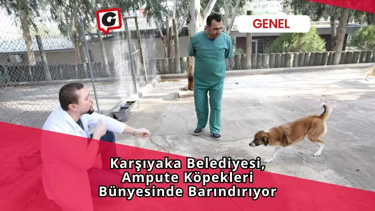 Karşıyaka Belediyesi, Ampute Köpekleri Bünyesinde Barındırıyor