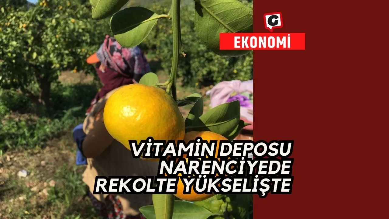 Vitamin deposu narenciyede rekolte yükselişte