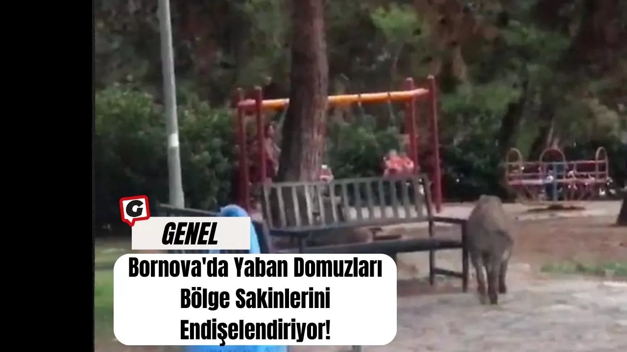 Bornova'da Yaban Domuzları Bölge Sakinlerini Endişelendiriyor!