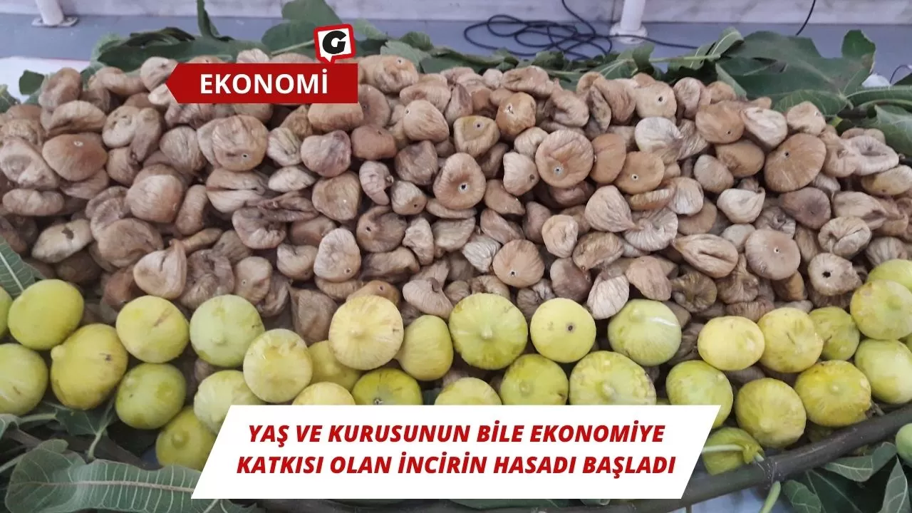 Yaş ve Kurusunun bile ekonomiye katkısı olan incirin hasadı başladı