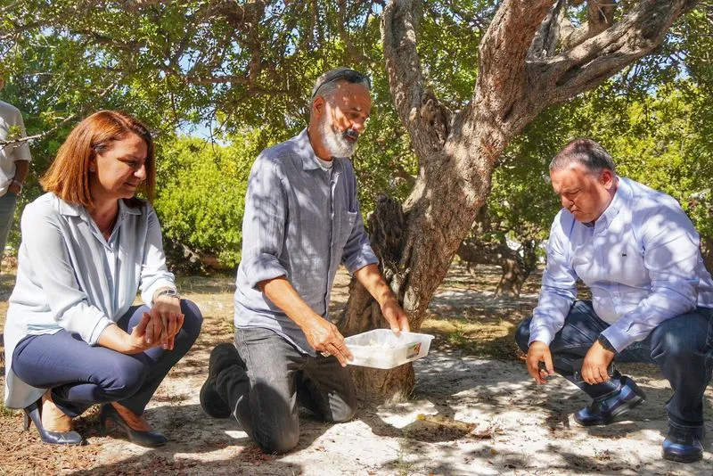 Çeşme Belediyesi ve S.S. Çeşmeköy Tarımsal Kalkınma Kooperatifi iş birliğiyle hayata geçirilen "Sakız Ağacım Çeşme" projesi kapsamında 5 yıl içinde 100 bin sakız ağacı dikilmesi hedefleniyor.