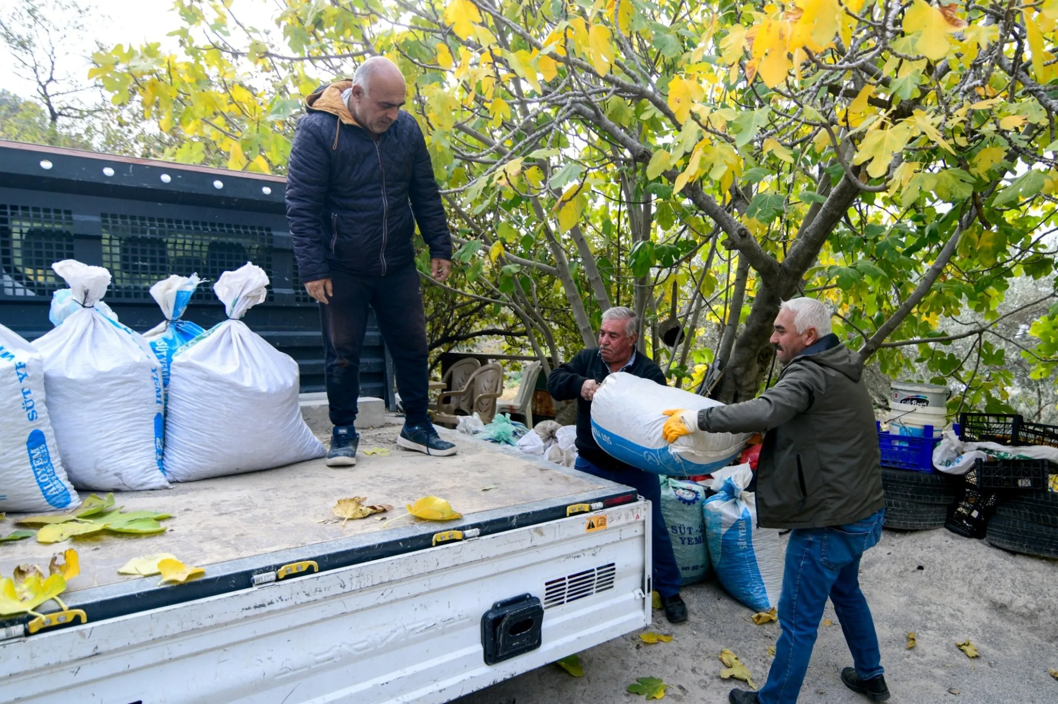 Bornova Belediyesi, zeytin üreticileri için ücretsiz nakliye hizmeti başlatarak, üreticilerin maliyetlerini düşürmeyi hedefliyor. 12 kırsal mahallede 100'den fazla üretici faydalanacak.