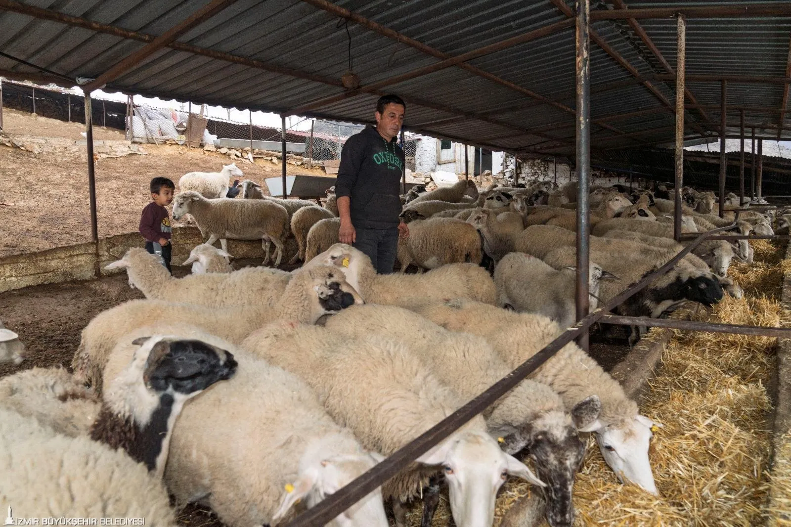 İzmir Büyükşehir Belediyesi, orman yangınlarında meraları yok olan çiftçilere 225 ton yem desteği sağladı. Destekler, hayvanların sağlıklı beslenme koşulları oluşana kadar devam edecek.