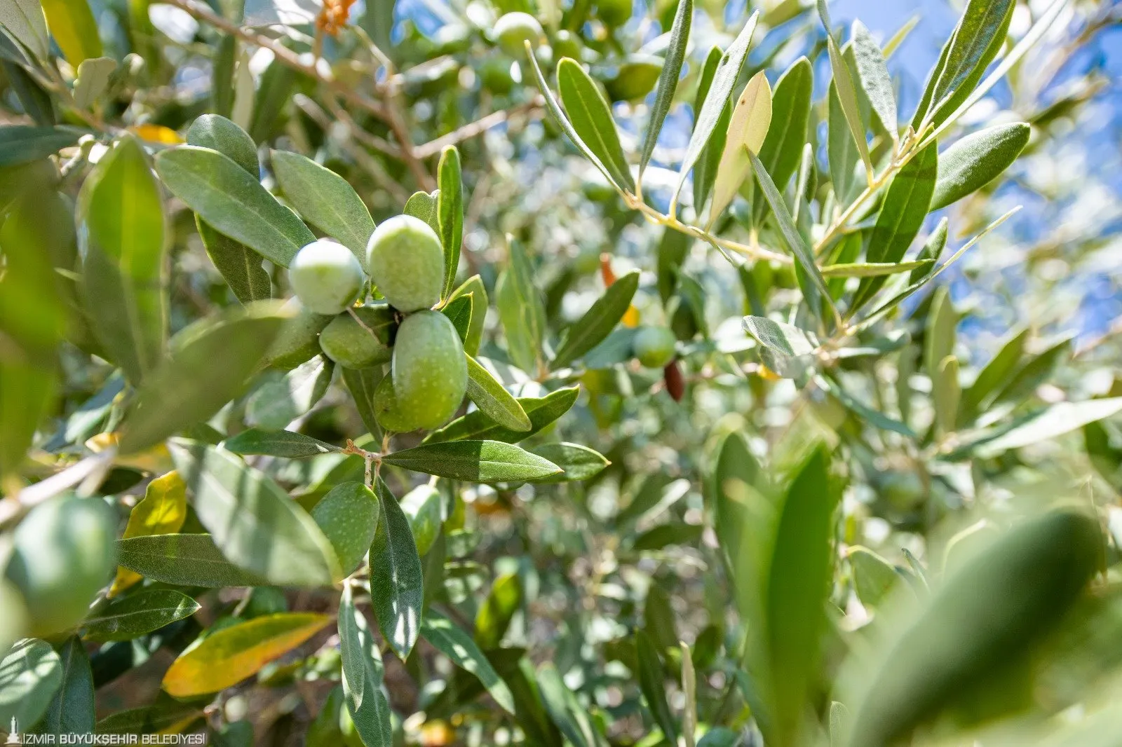 İzmir Büyükşehir Belediyesi, Bakırçay Havzası'ndaki zeytin üreticilerine 200 kasa dağıtarak, kalite kaybını önlemeye ve asit kaymasını engellemeye yönelik önemli bir adım attı.