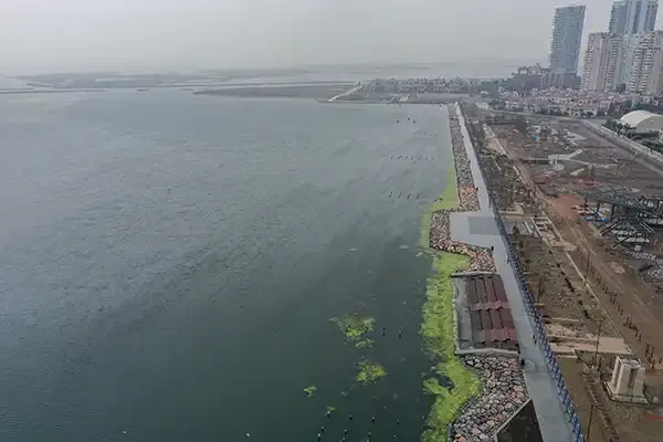 İzmir Körfezi'nde Mavişehir ve İnciraltı sahillerinde yosun üremesi arttı. Bu tür, deniz ekosistemine zarar veriyor ve kokuya yol açabilecek çürüme süreçlerine neden oluyor.