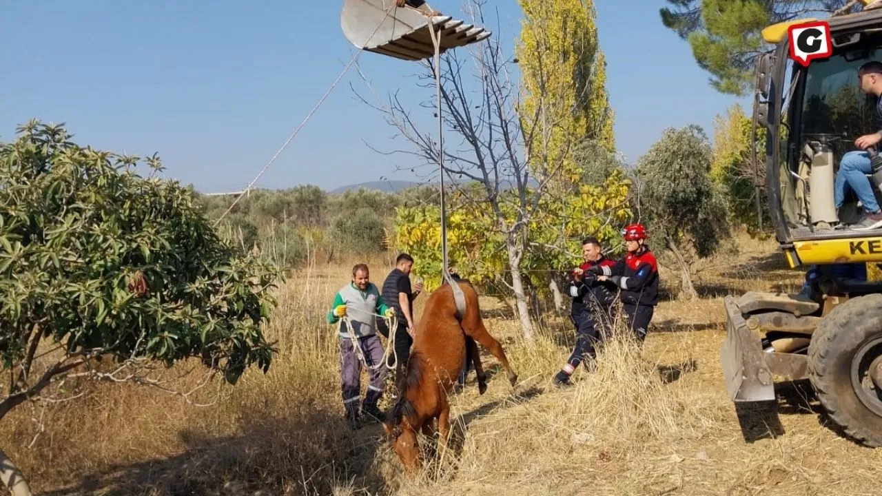 Kemalpaşa'da Yılkı Atı Su Kuyusundan Kurtarıldı