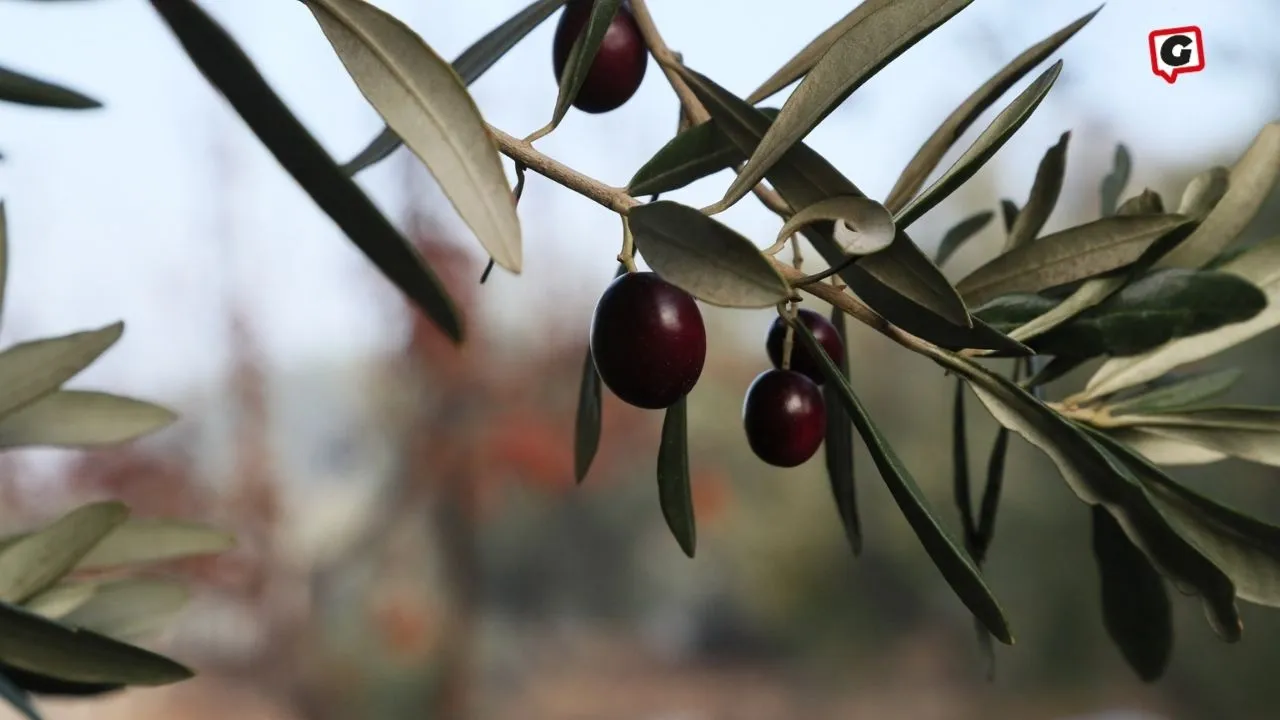 Urla Zeytin ve Sanat Festivali Başlıyor