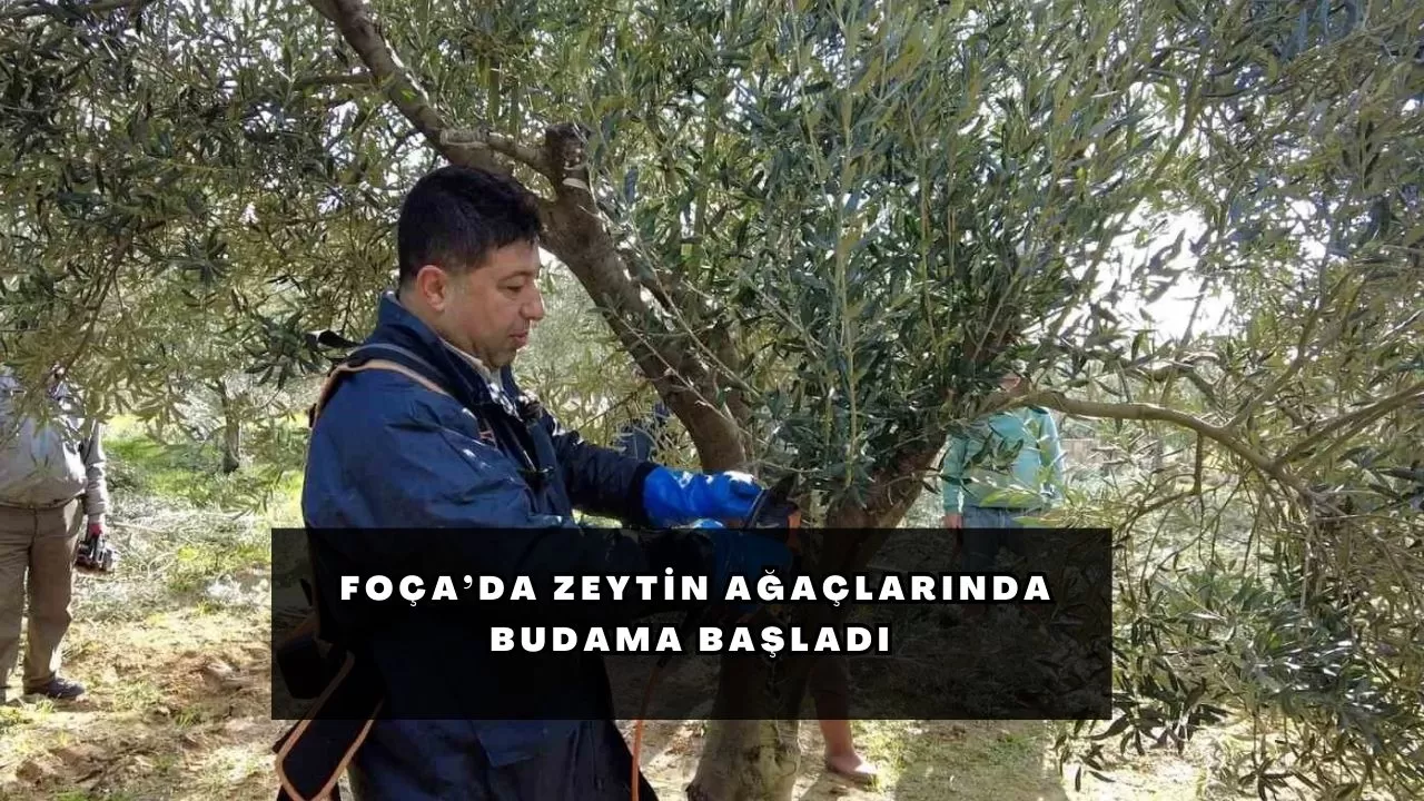 Foça’da zeytin ağaçlarında budama başladı