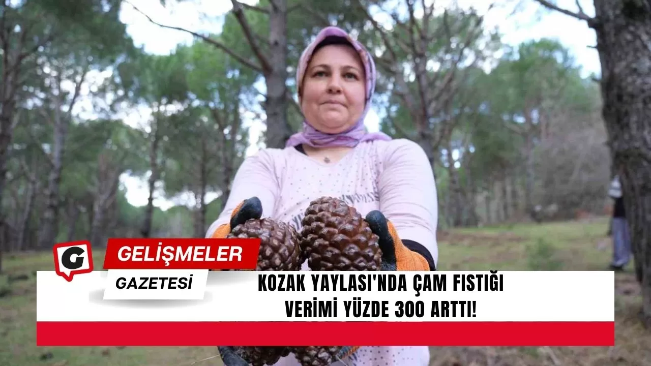 Kozak Yaylası'nda Çam Fıstığı Verimi Yüzde 300 Arttı!