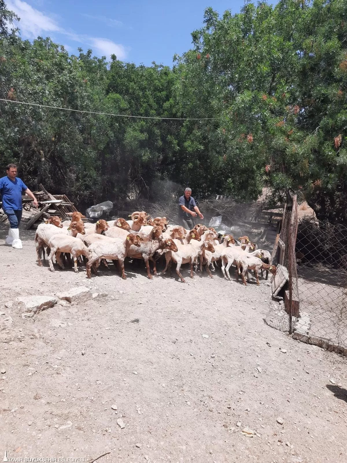 Çeşme'de adeta bir umut ışığı yakılan Kaçeli koyunları, İzmir Büyükşehir Belediyesi'nin girişimleri ile neslinin tükenmesinden kurtarılıyor