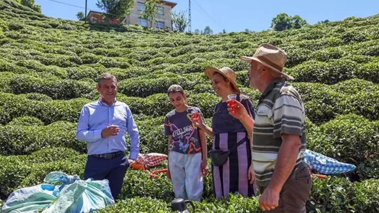 CHP Lideri Özgür Özel Rize’de Çay Hasadı Yaptı.