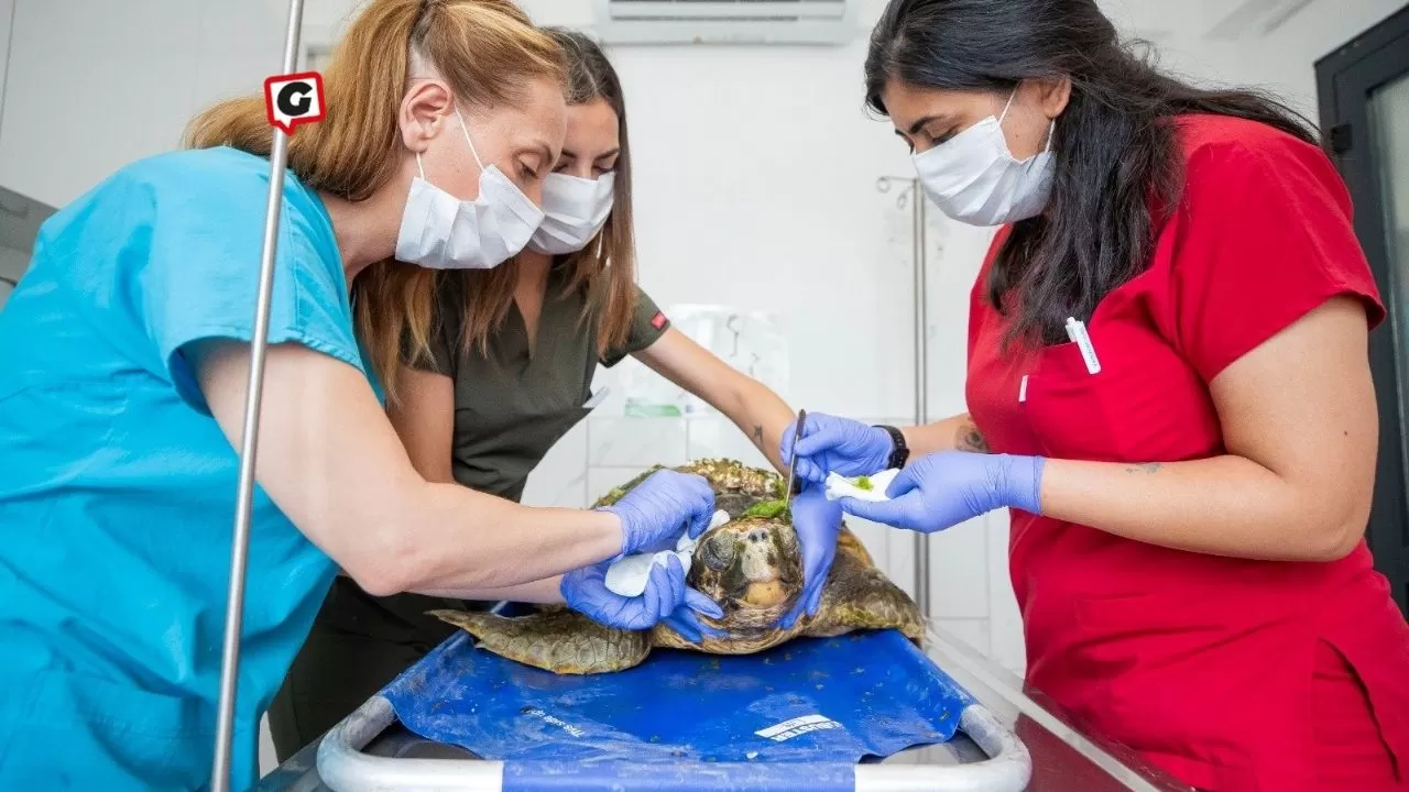 İzmir'de Körfezden Kurtarılan Caretta Caretta'ya Hayatta Kalma Mücadelesi