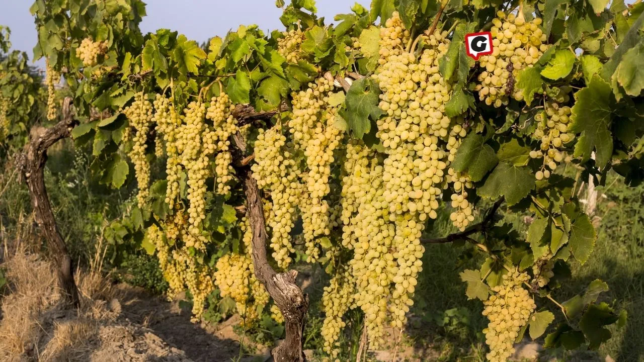 Sultani Çekirdeksiz Sofralık Üzüm 25 Temmuz'da Dünyaya Ulaşıyor!