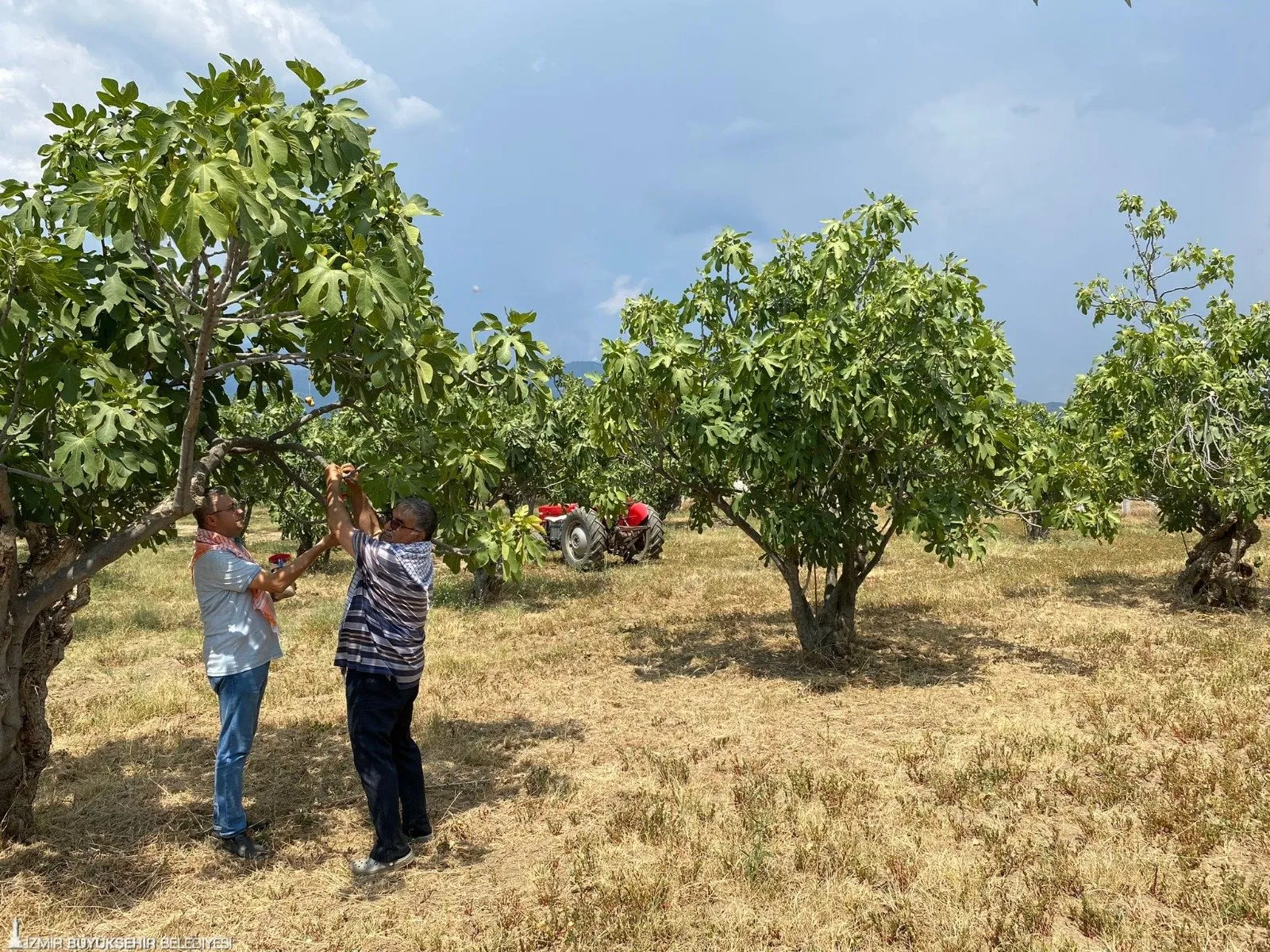 İzmir Büyükşehir Belediyesi, Ödemiş'te incirde ekşilik böceğiyle mücadele için doğal tuzaklar dağıttı. Bu sayede üreticilerin girdi maliyeti azalırken, incir kalitesi artırılacak.