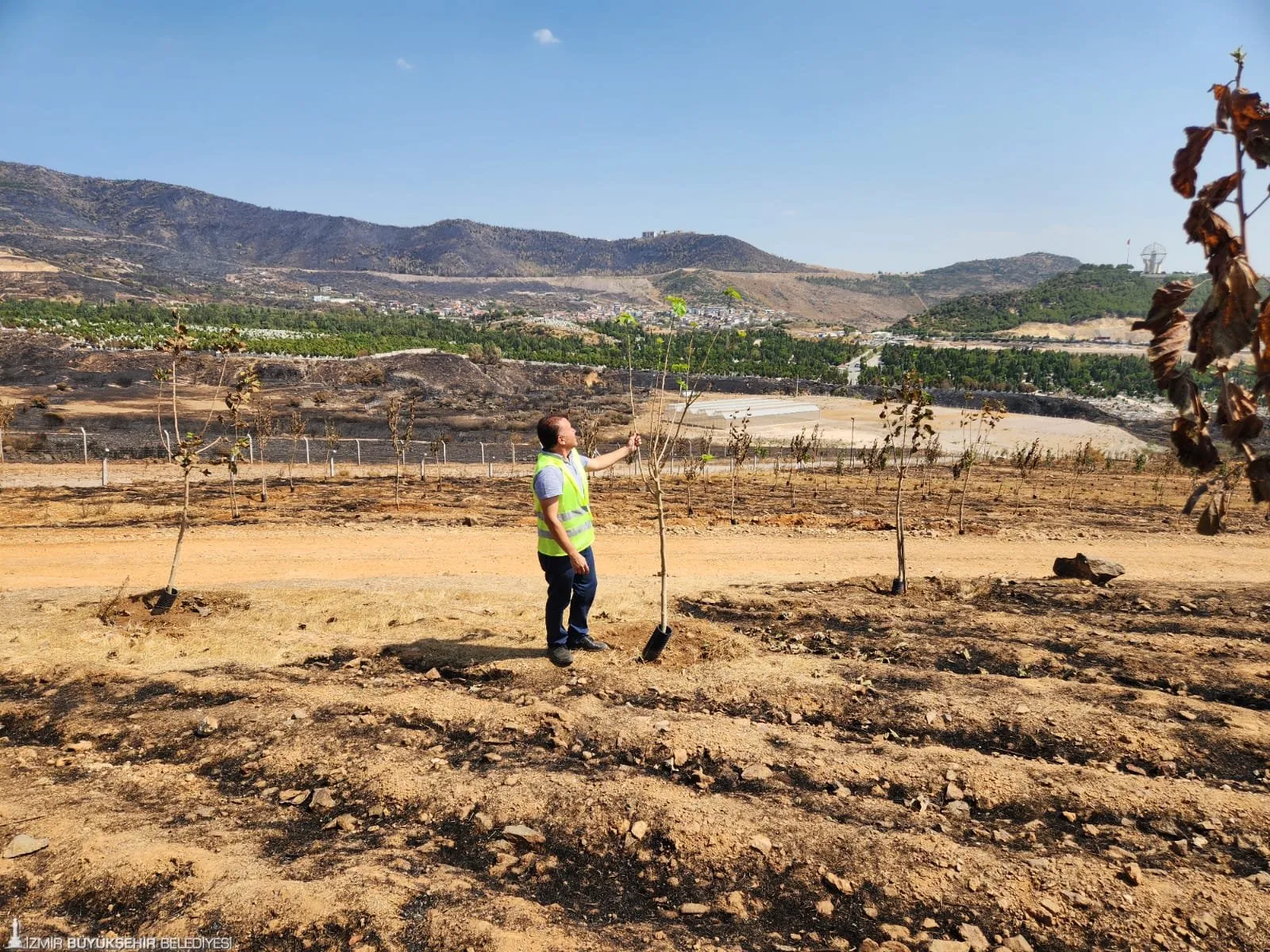 İzmir Büyükşehir Belediyesi'nin yangın sonrası başlattığı tedavi çalışmaları meyvesini verdi. Sancaklı Ağaçlandırma Sahası'ndaki ağaçlar, 3 günlük yoğun bakımın ardından yeniden yeşermeye başladı.