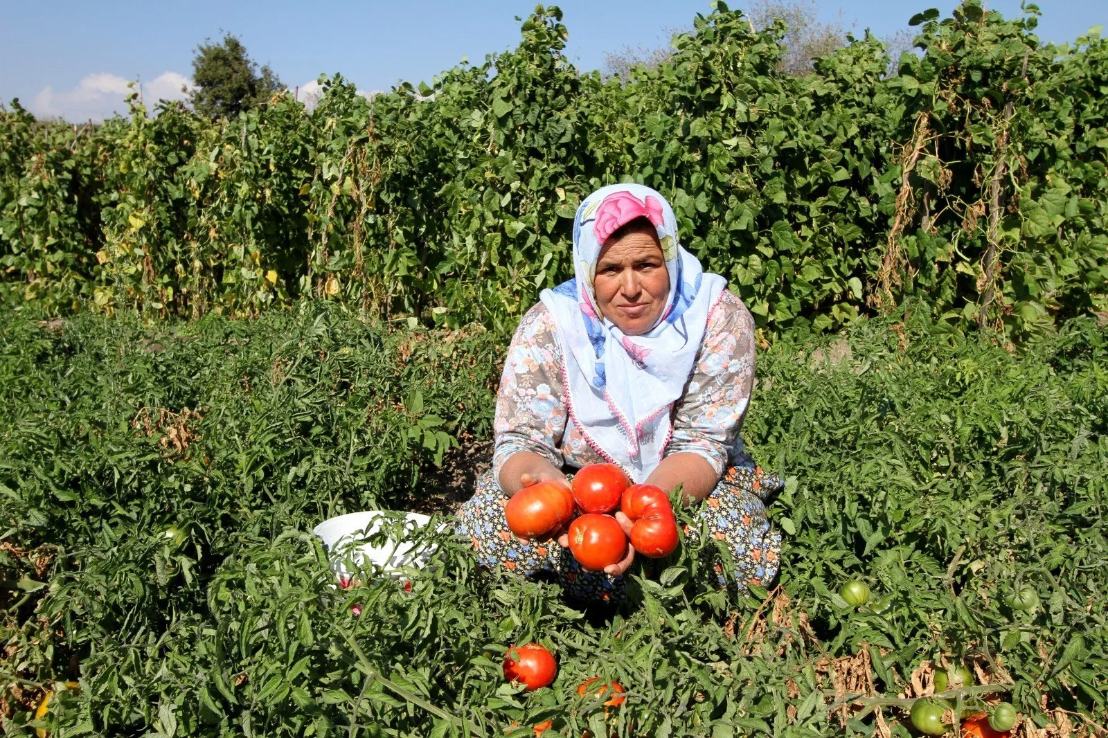 Hazer Amani'nin de katılacağı Yamanlar Domates Şenliği ile İzmir'in yanan kalbi yeniden atıyor! 22 Eylül'de, yöresel lezzetlerin yanı sıra müzik ve eğlence dolu bir gün sizleri bekliyor.