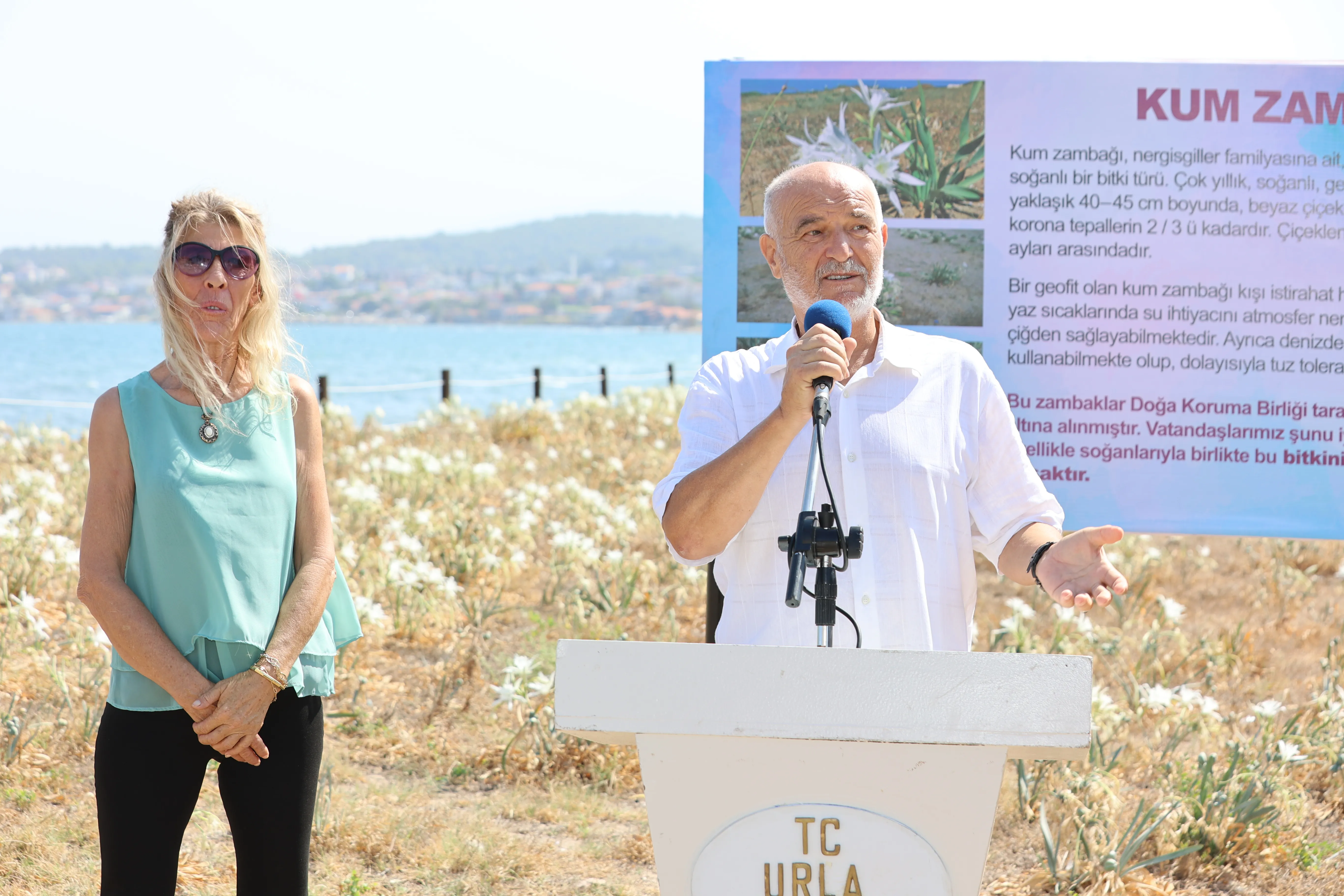 Türkiye'de sadece üç yerde yetişen kum zambakları, Urla'da koruma altına alındı. Urla Belediyesi, bu nadide bitkinin neslinin tükenmesini önlemek için önemli bir adım attı.