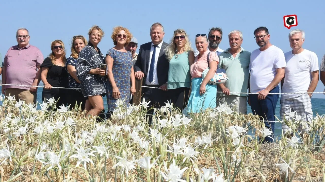 Urla'da Nesli Tükenen Kum Zambakları Koruma Altına Alındı